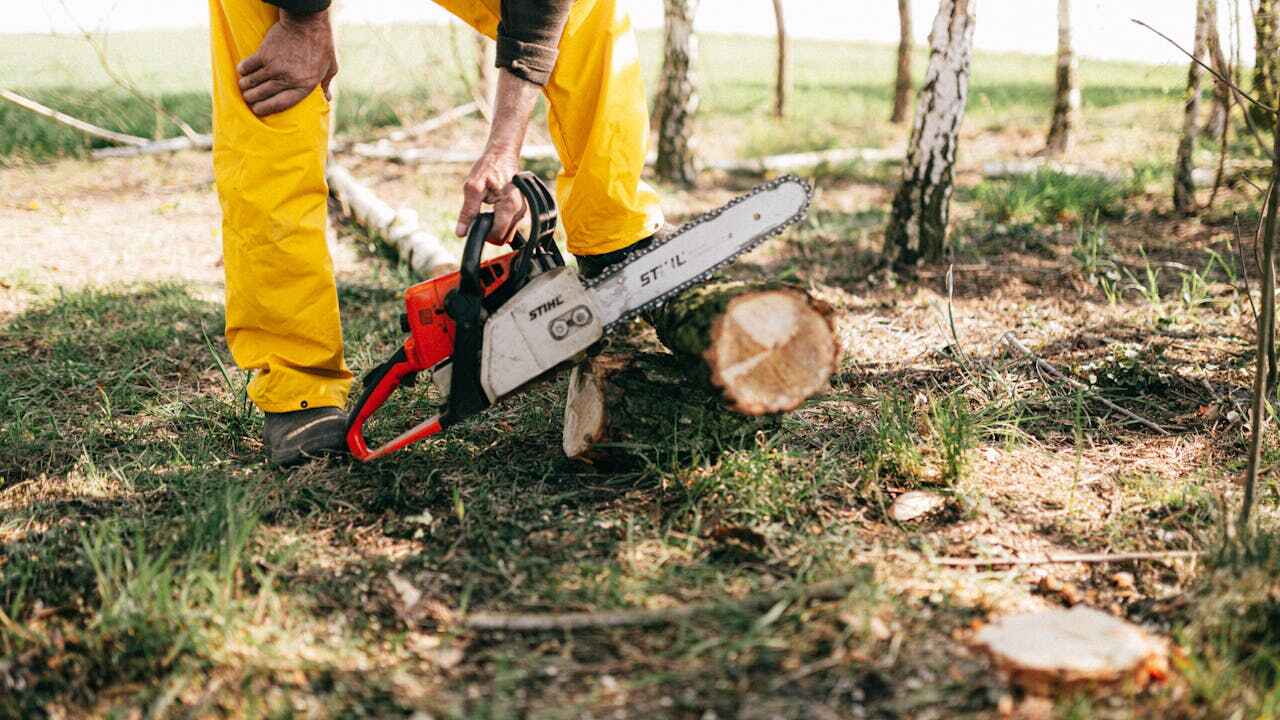 Agua Dulce, CA Tree Service Company